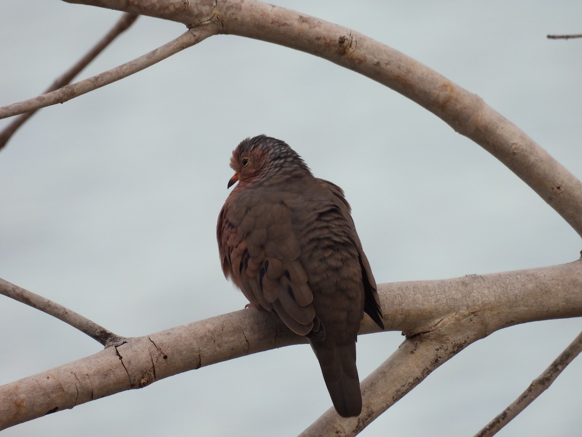 Common Ground Dove - ML647181420