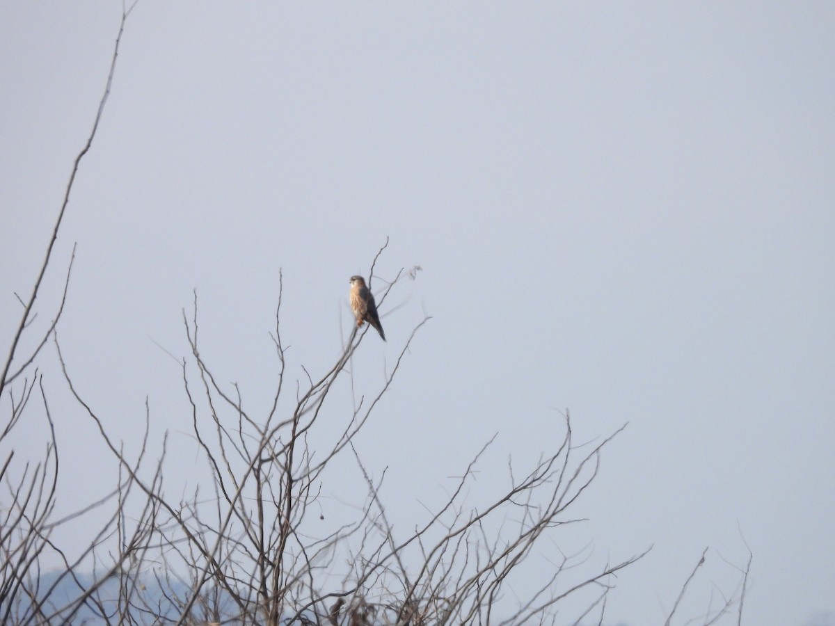 בז גמדי - ML647181423