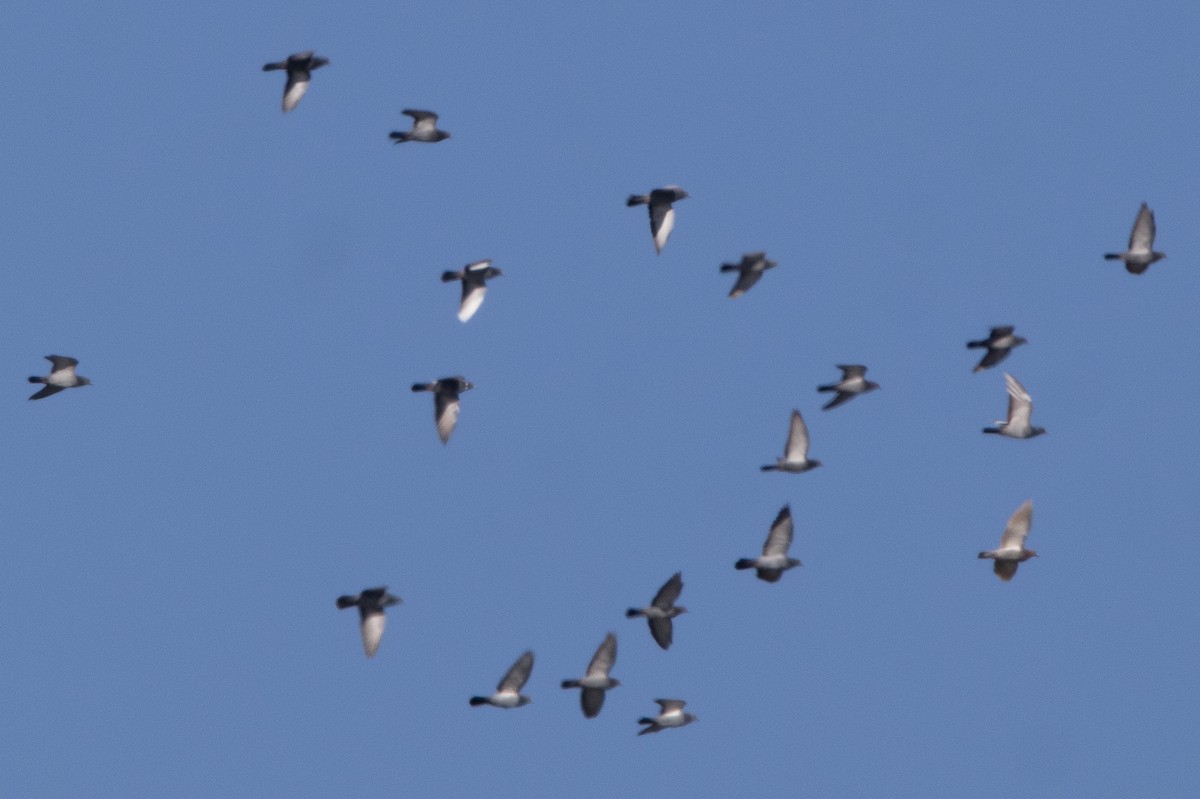 יונת בית - ML647181426