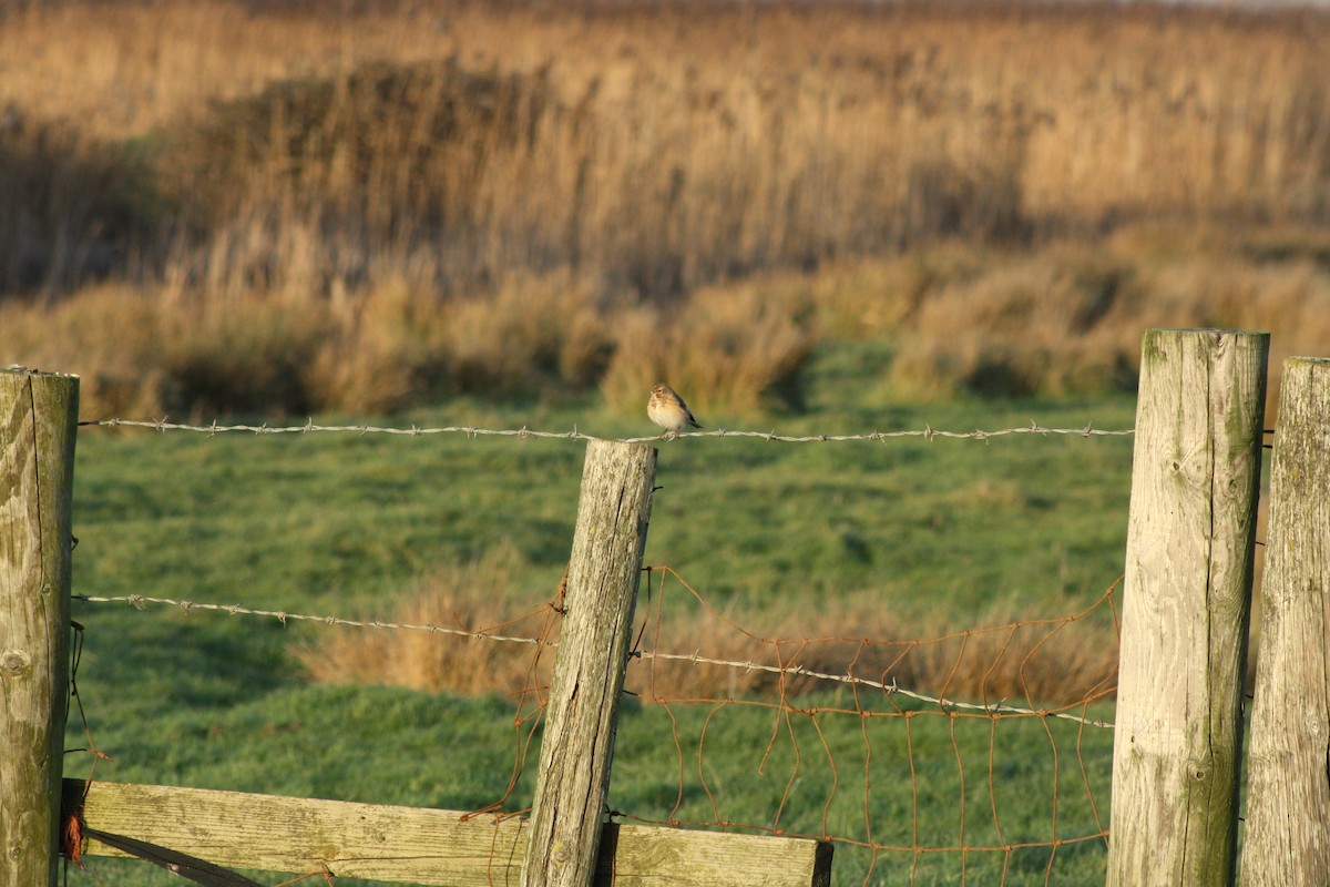 תפוחית מצויה - ML647181427