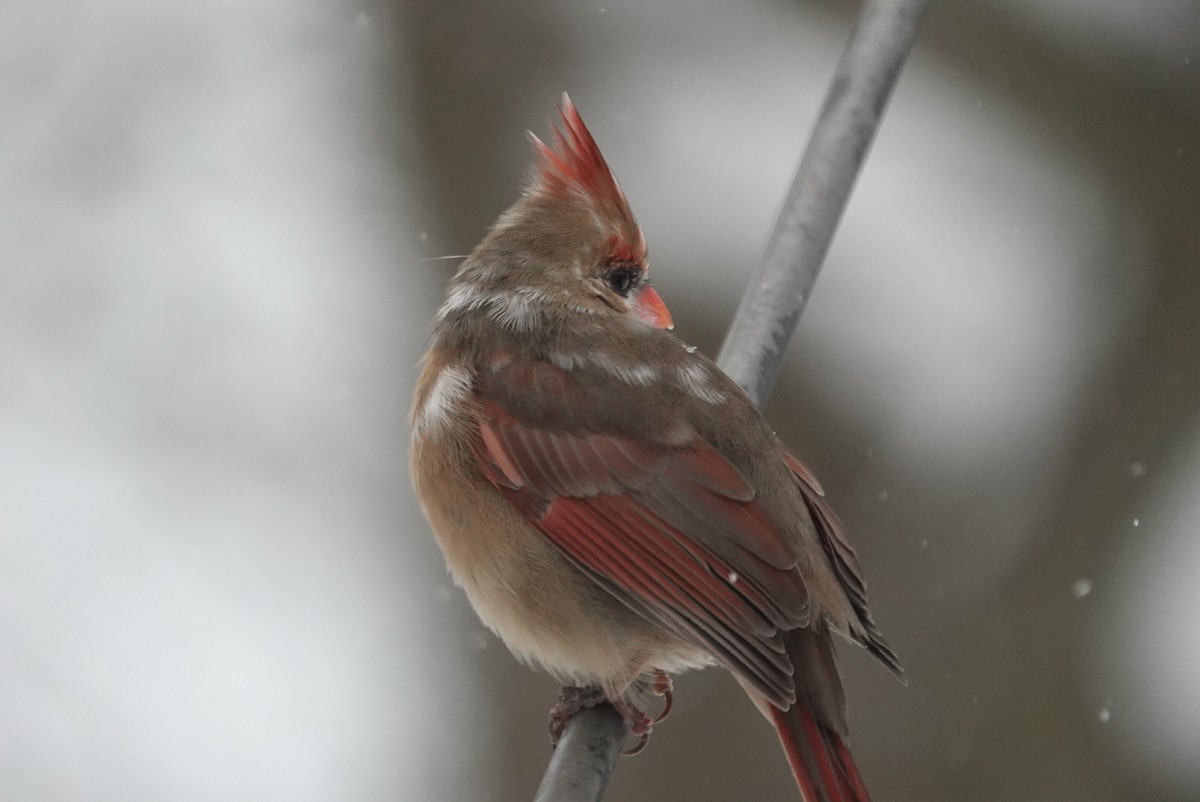 קרדינל צפוני - ML647181431