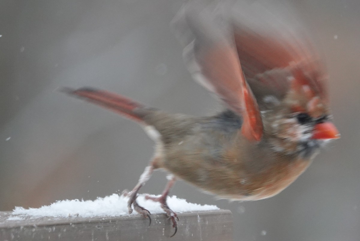 קרדינל צפוני - ML647181432