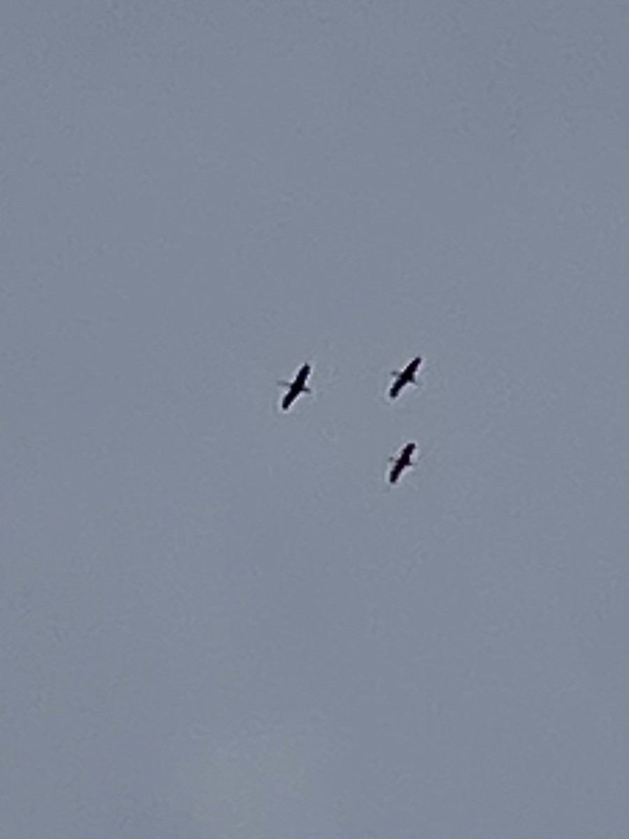 עגור אפור - ML647181434