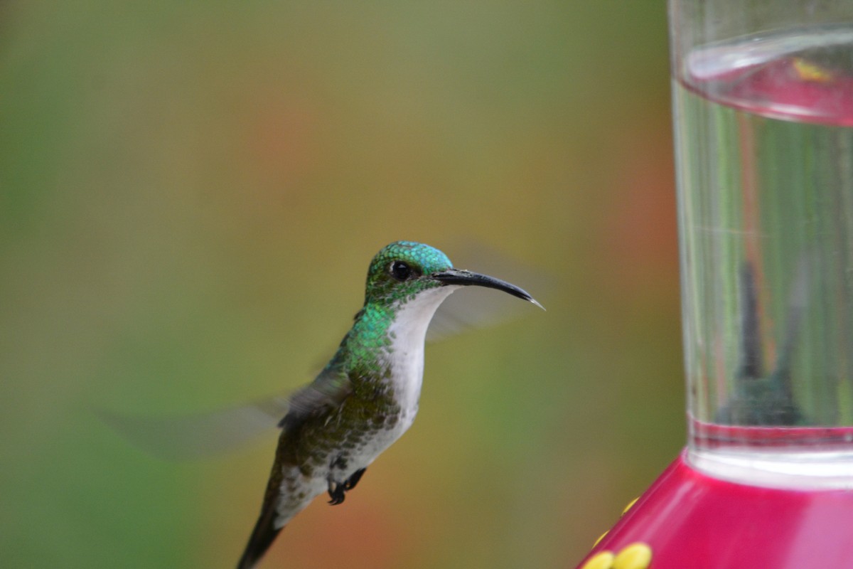 White-chested Emerald - ML647181435