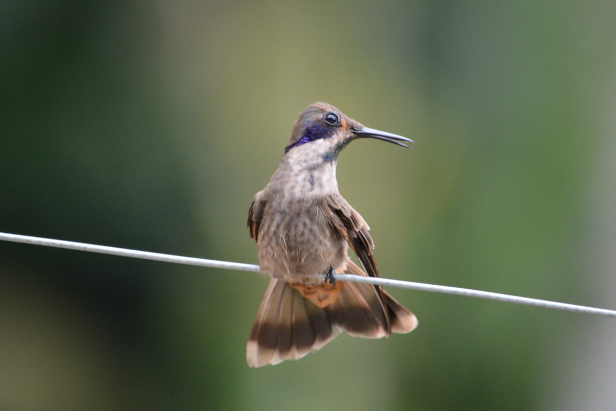 Brown Violetear - ML647181436