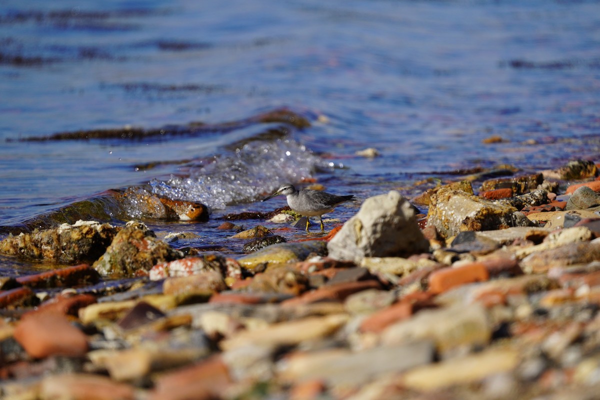 Chevalier de Sibérie - ML647181438