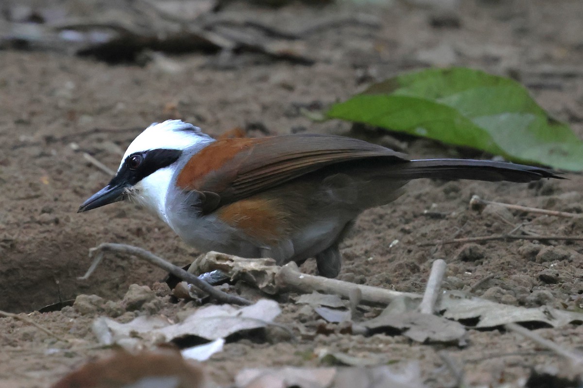 White-crested Laughingthrush - ML647181443