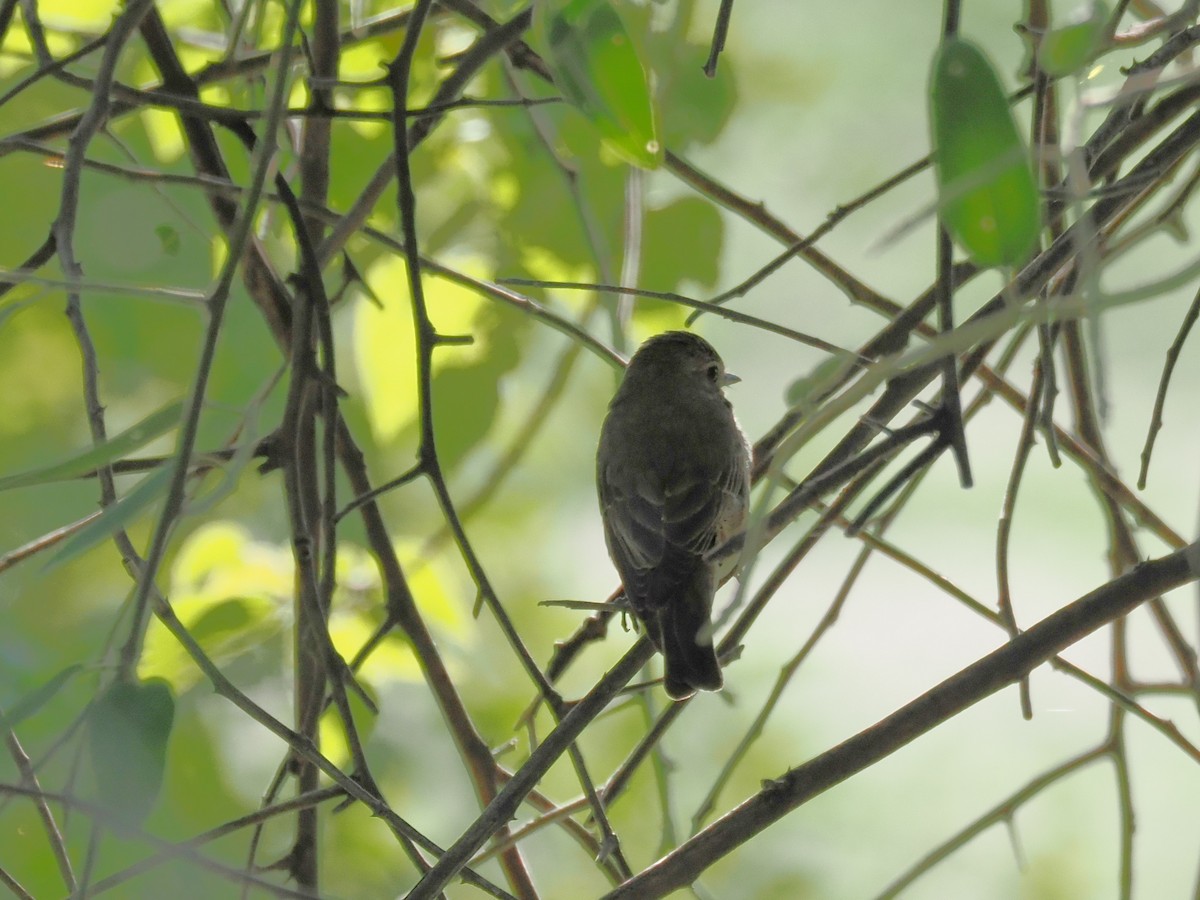 חטפית אפורה (אירופית) - ML647181444