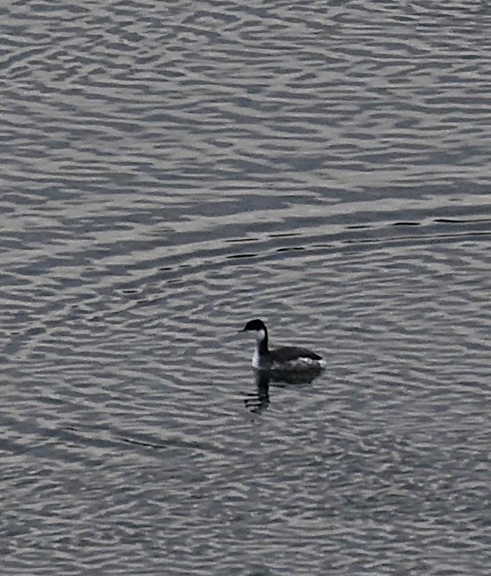 טבלן לבן-לחיים - ML647181445