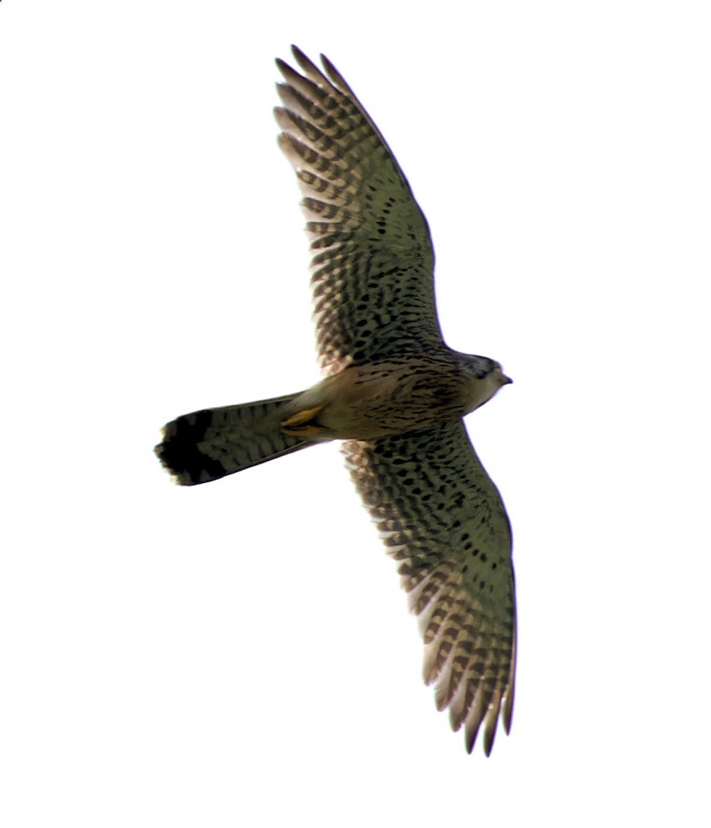 בז מצוי - ML647181446