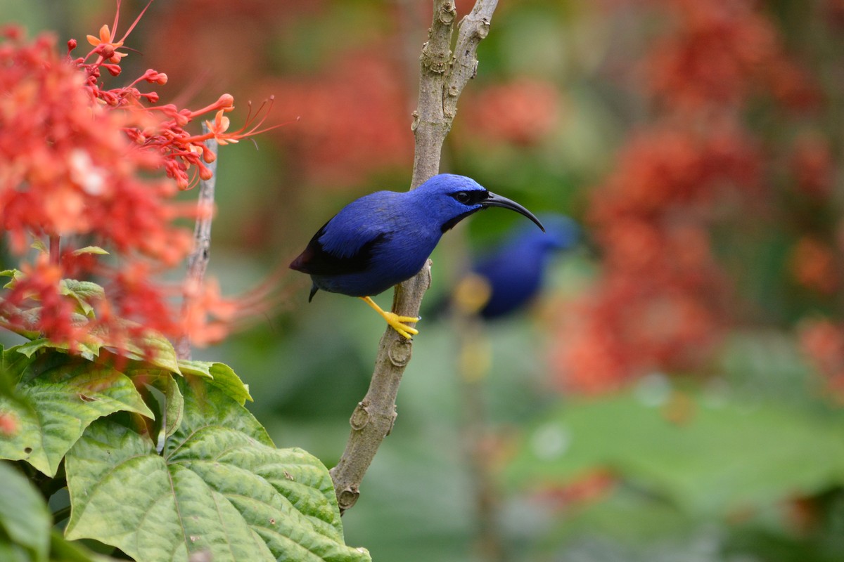 Purple Honeycreeper - ML647181447