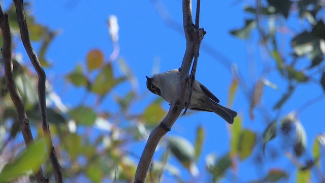 Brown-headed Honeyeater - ML647181448