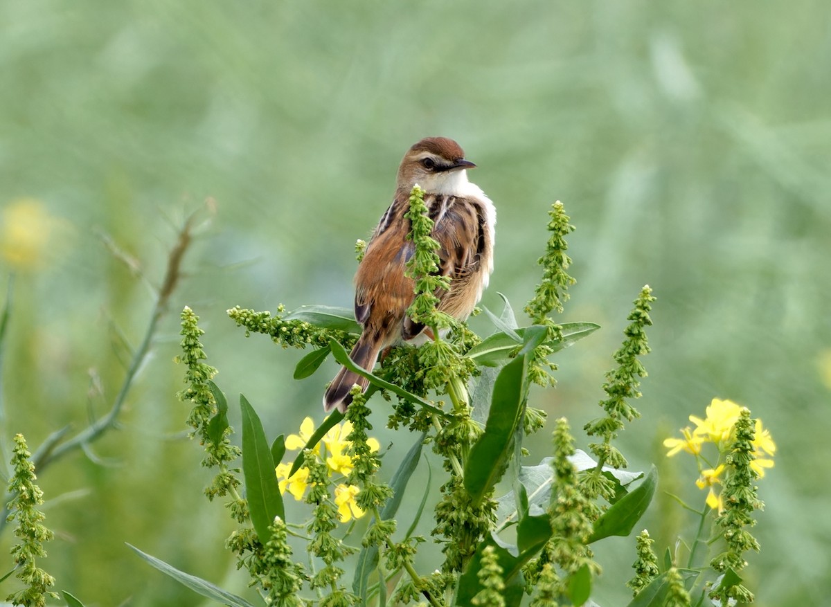תפר - ML647181450