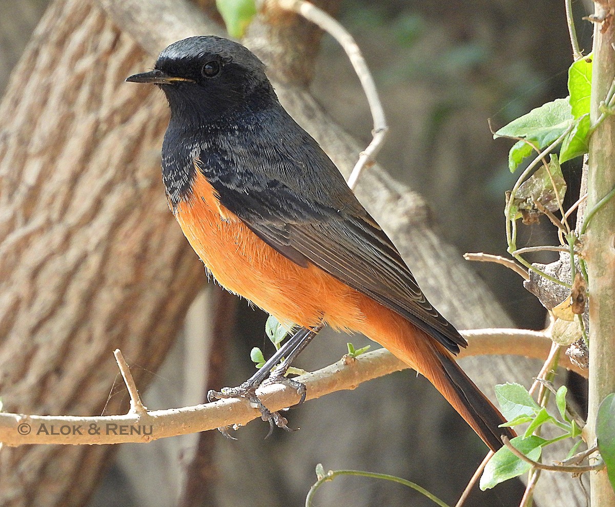 Black Redstart - ML647181458