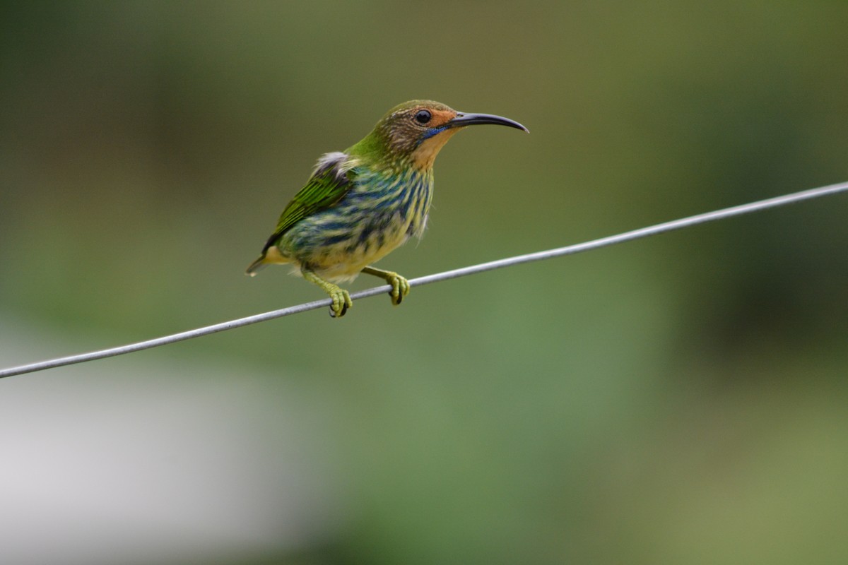 Purple Honeycreeper - ML647181459