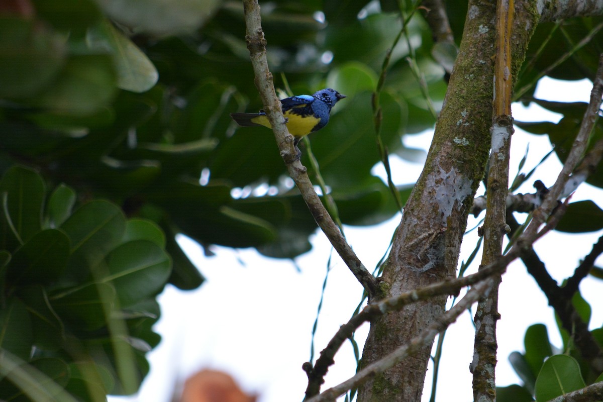 Turquoise Tanager - ML647181461