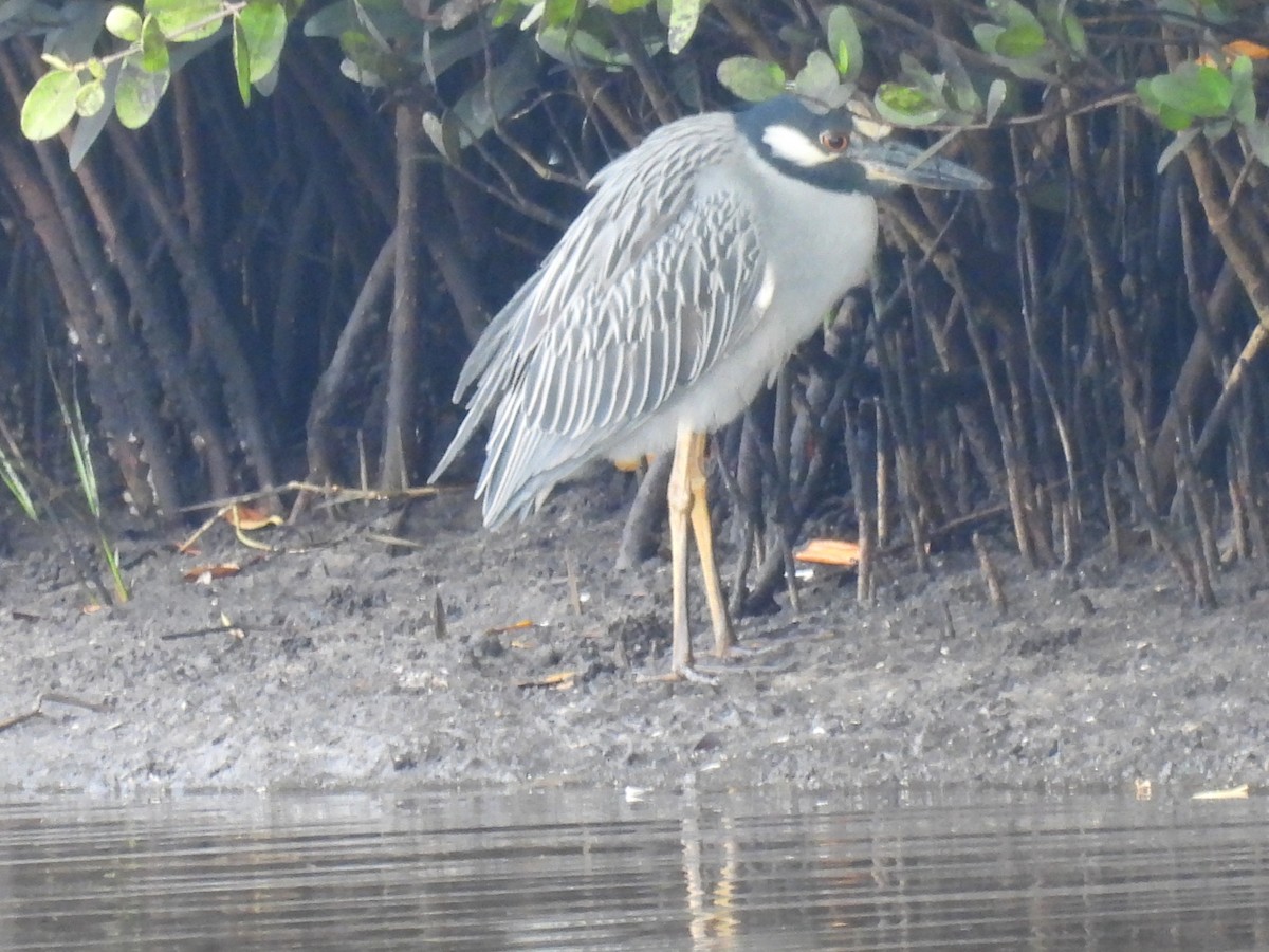 Yellow-crowned Night Heron - ML647181466