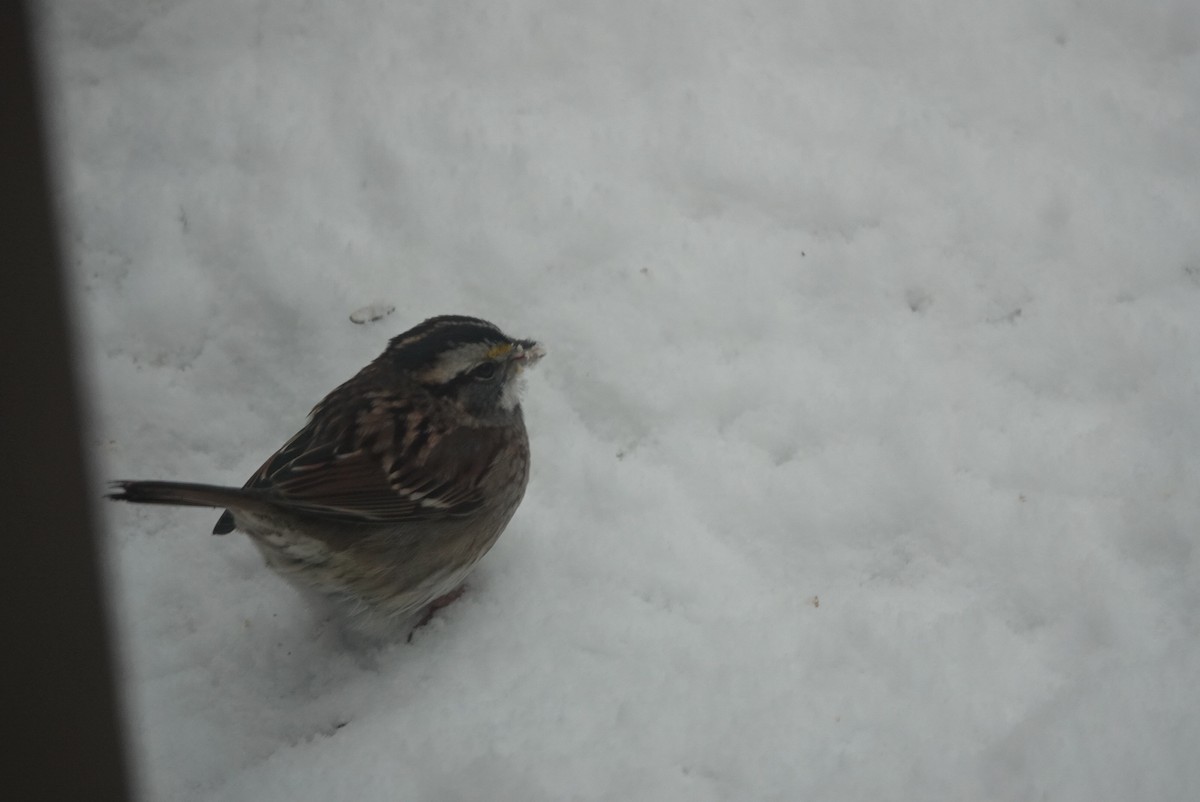 White-throated Sparrow - ML647181469