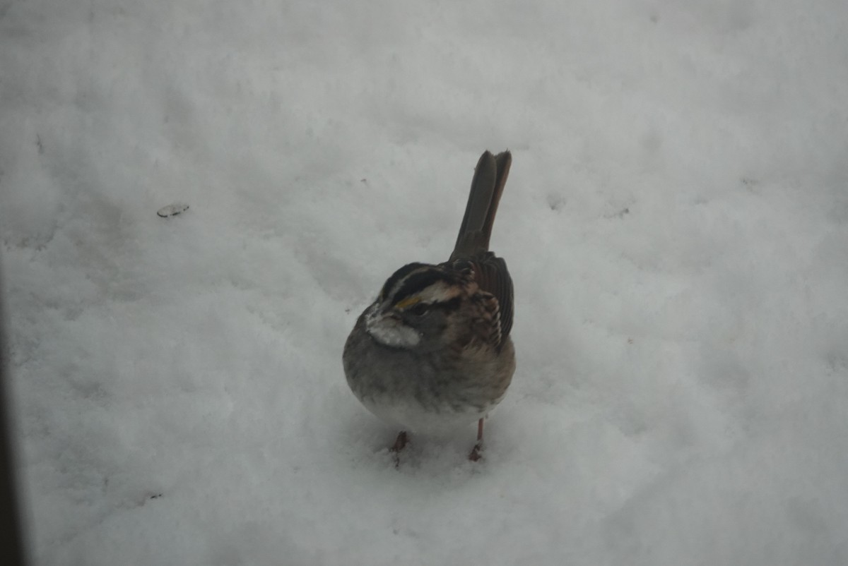 White-throated Sparrow - ML647181470