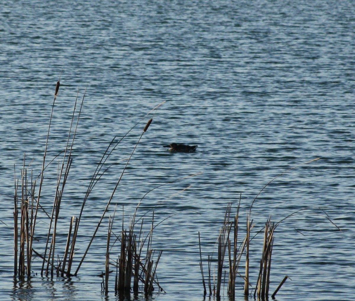 Northern Shoveler - ML647181471