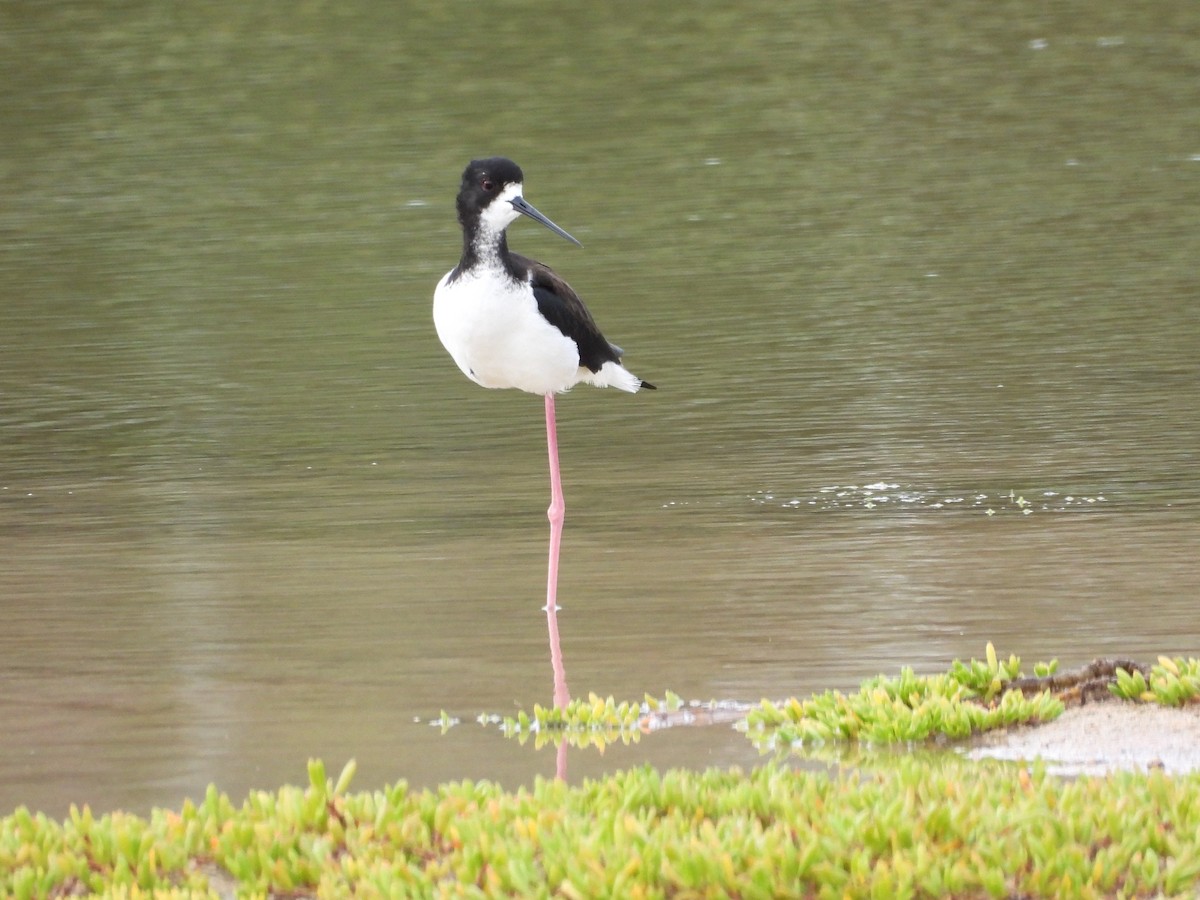 Maskeli Uzunbacak - ML647181475