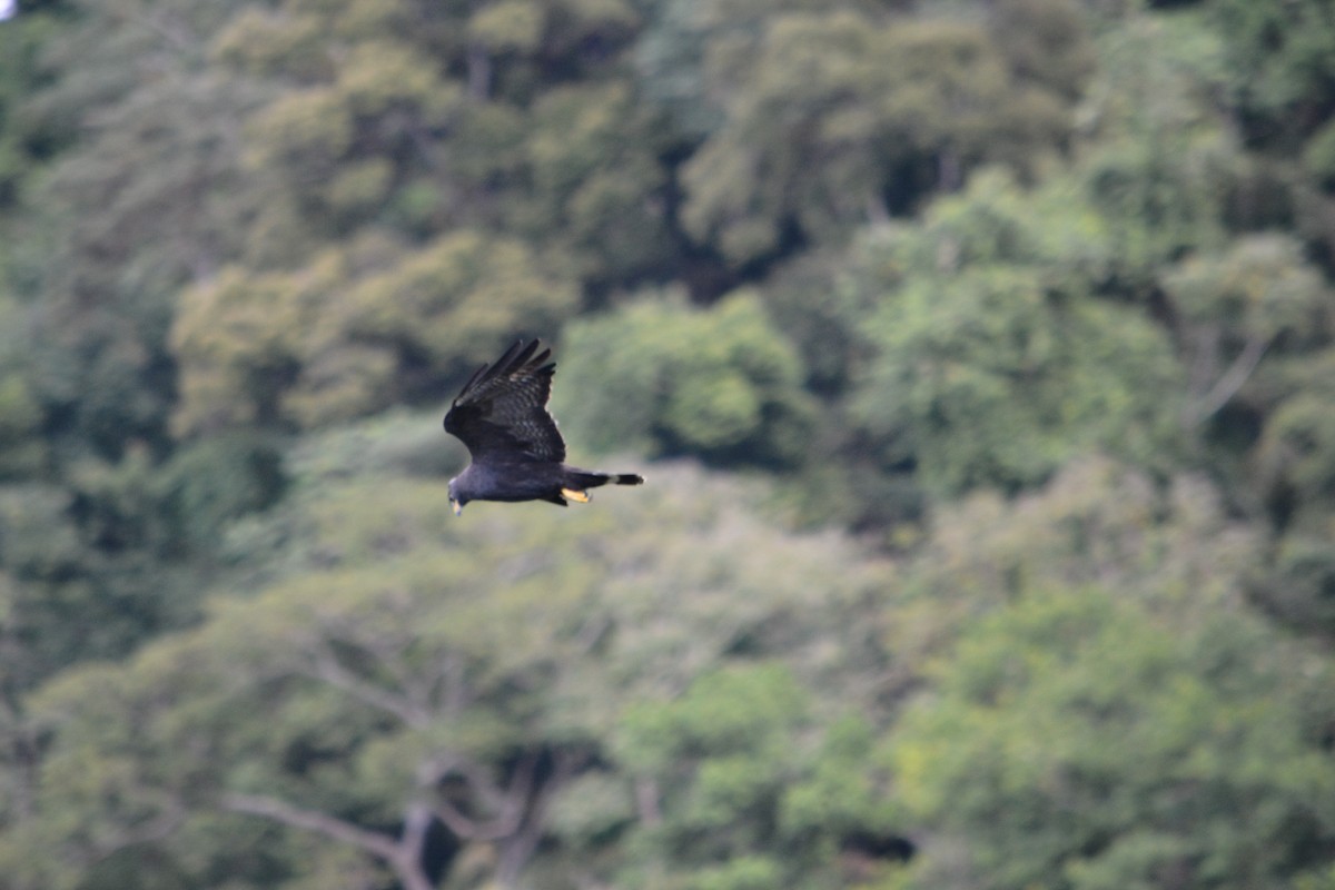 Akbaba Şahini - ML647181479