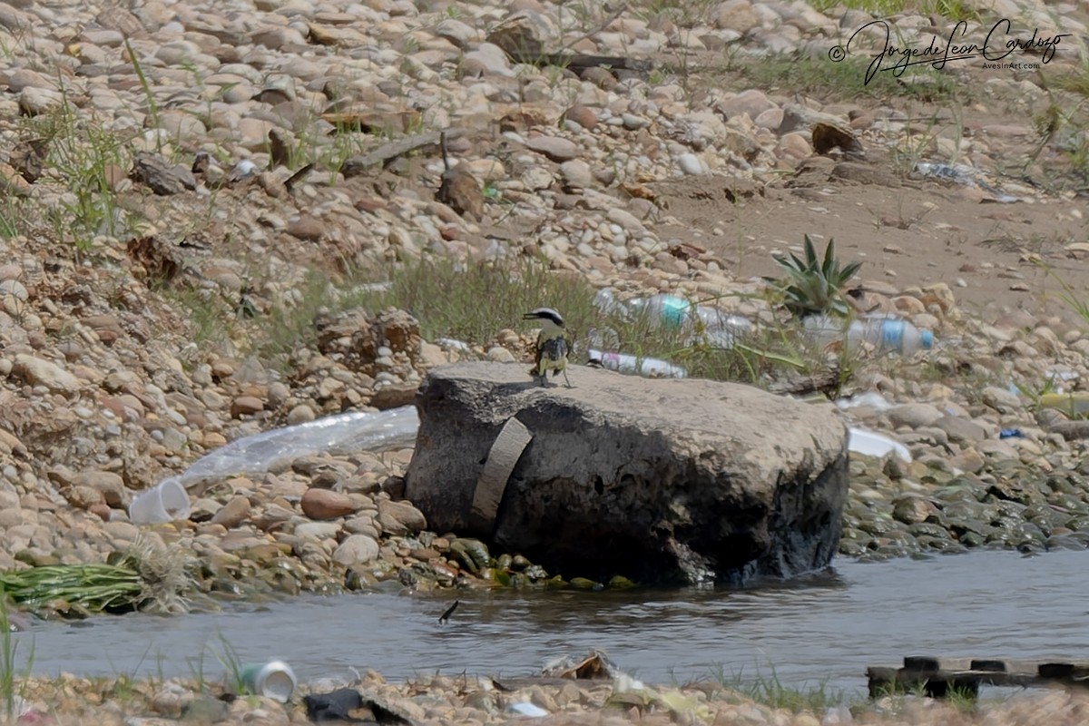 Büyük Kiskadi Tiranı - ML647181480