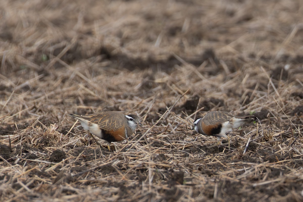 Dağ Cılıbıtı - ML647181481