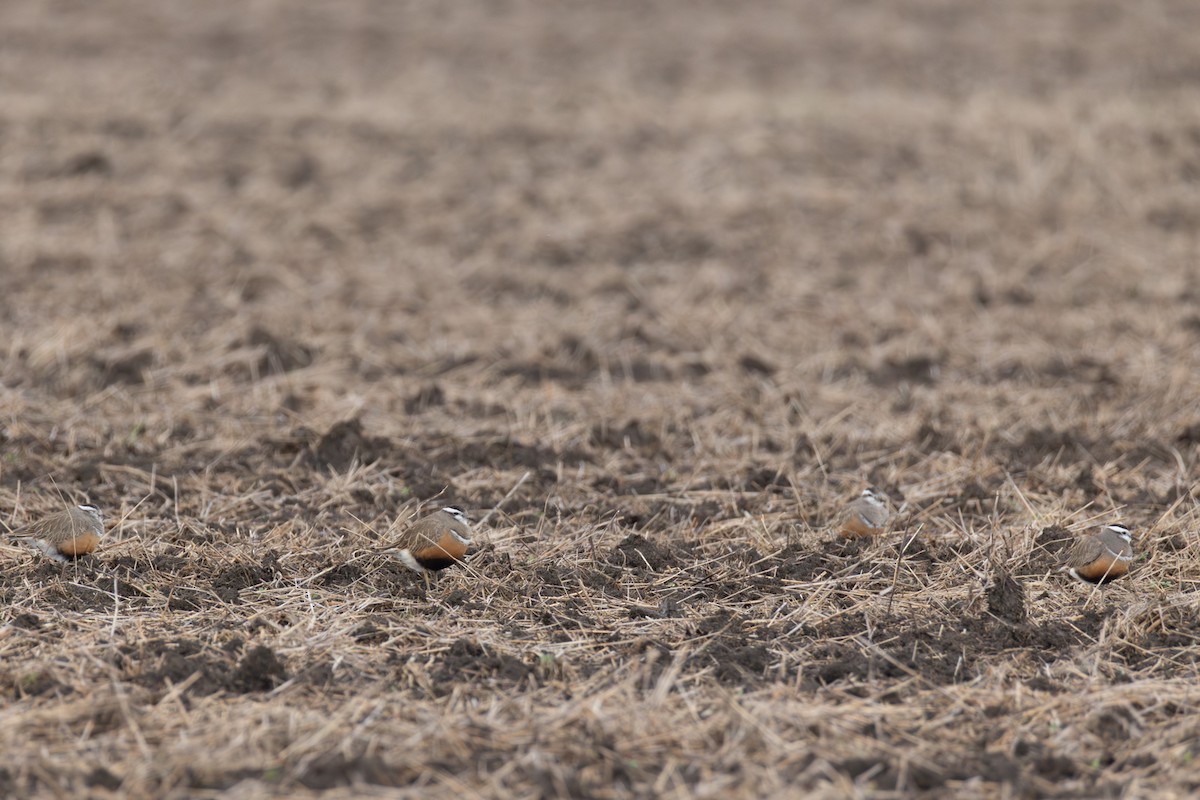 Dağ Cılıbıtı - ML647181482