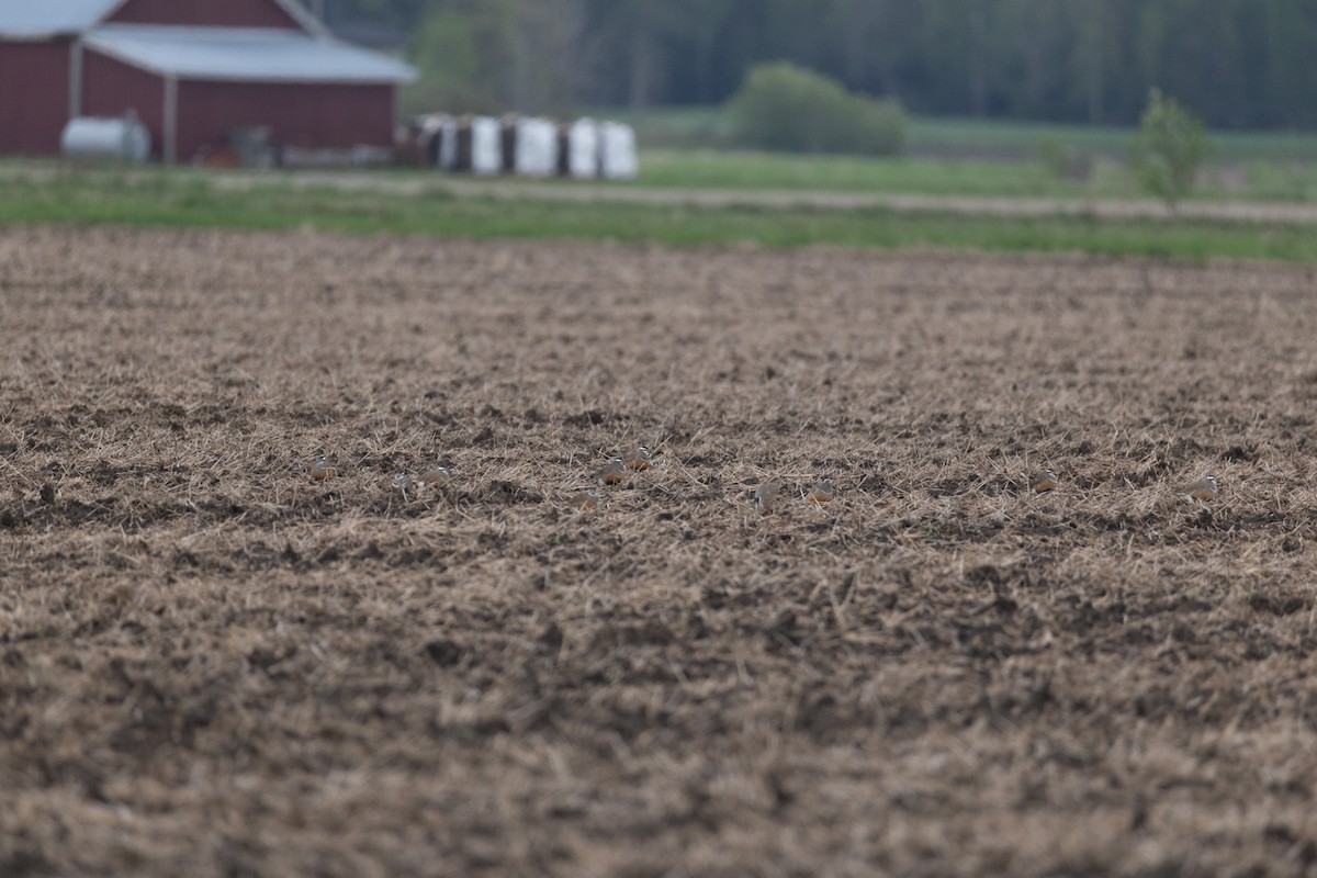 Dağ Cılıbıtı - ML647181483