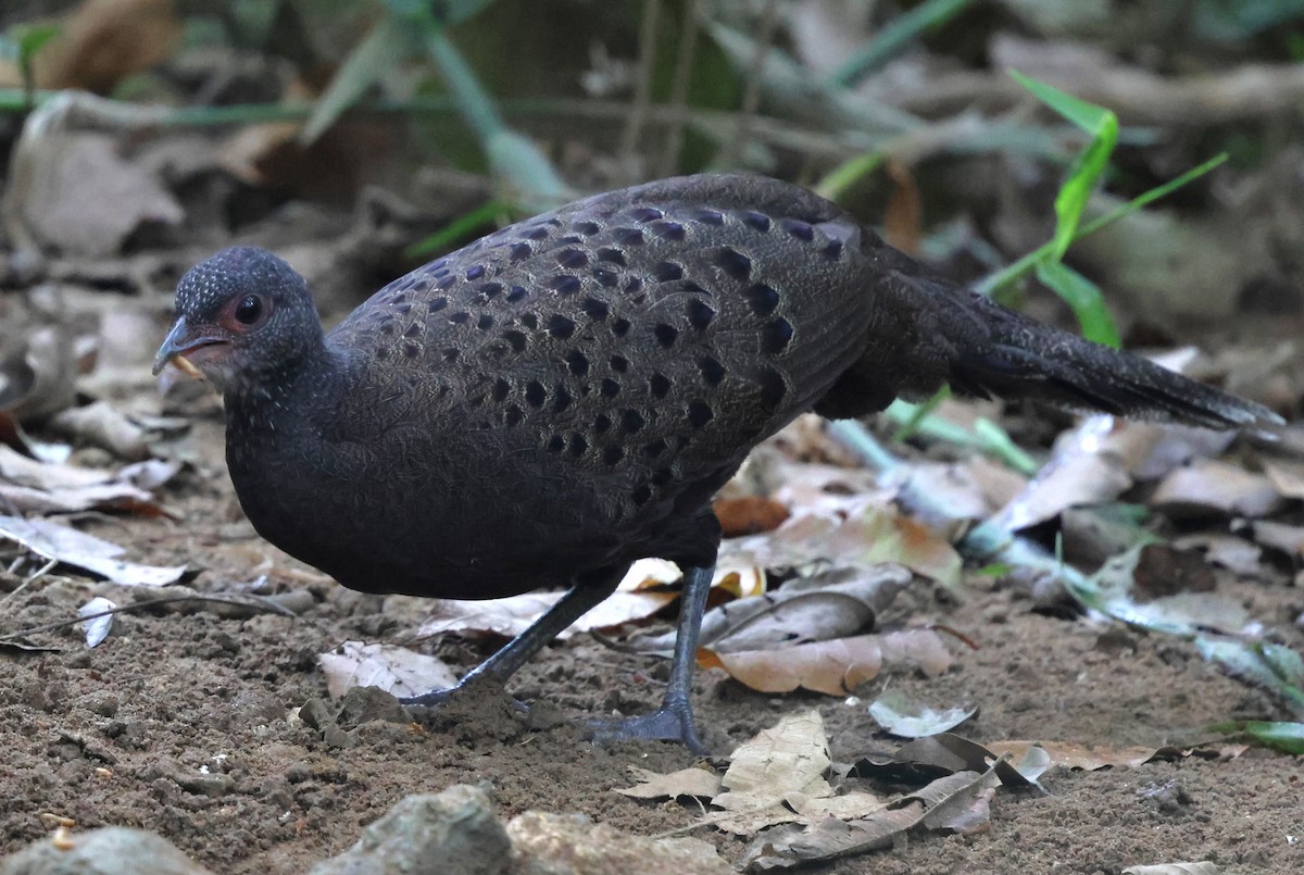 Küçük Tavus Sülünü - ML647181484