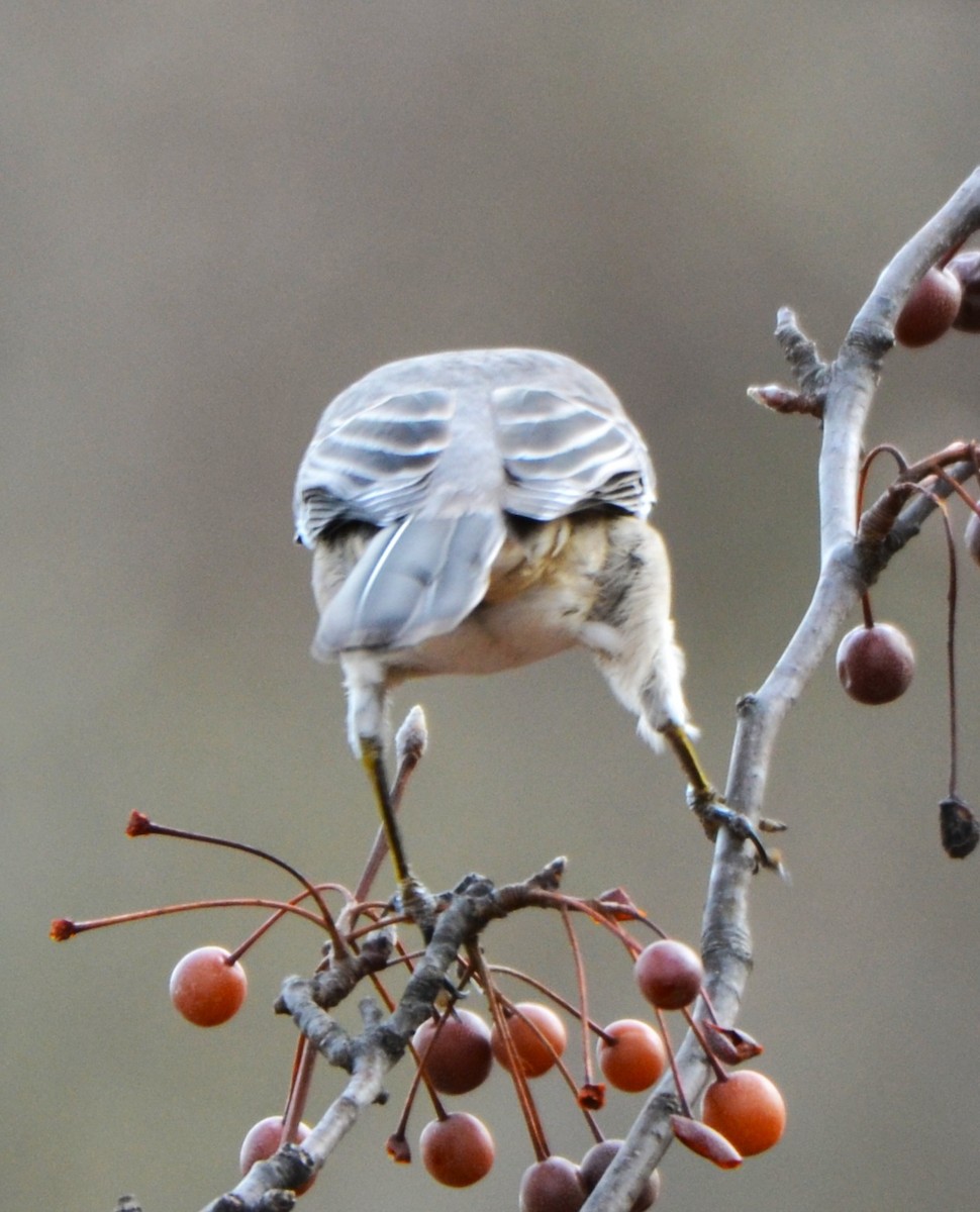 Kuzeyli Taklitçi - ML647181485