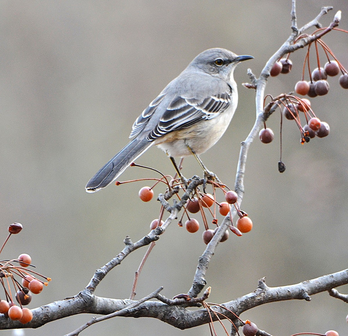 Kuzeyli Taklitçi - ML647181486