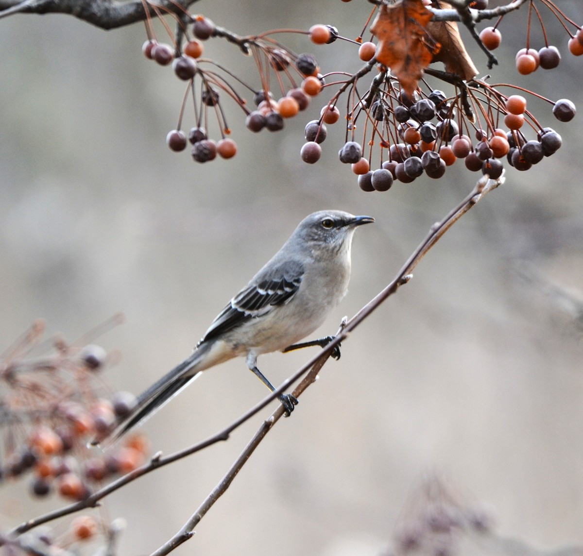 Kuzeyli Taklitçi - ML647181487