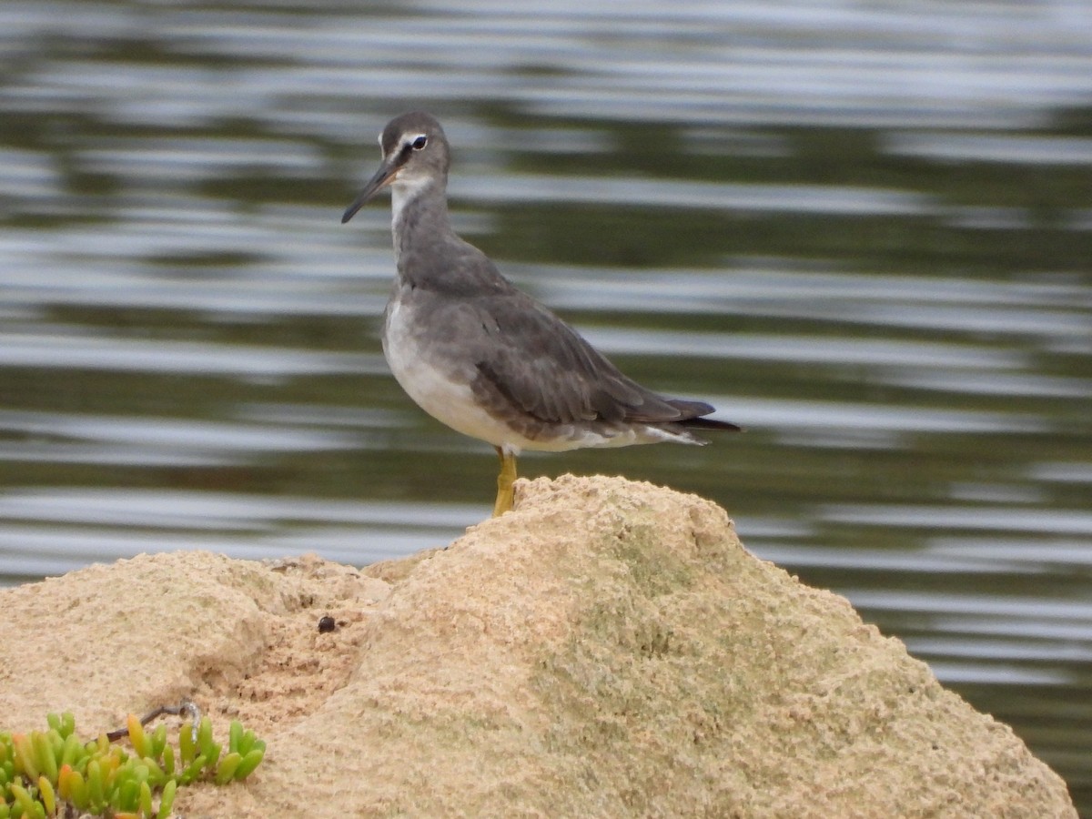 Gri Düdükçün - ML647181489