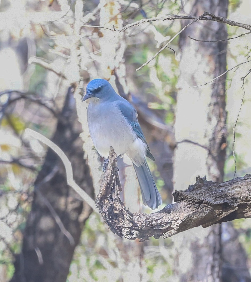 Meksika Kargası - ML647181490