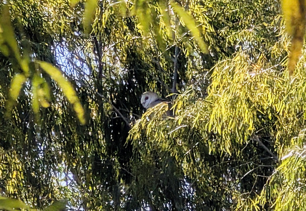 Küba Peçeli Baykuşu - ML647181491