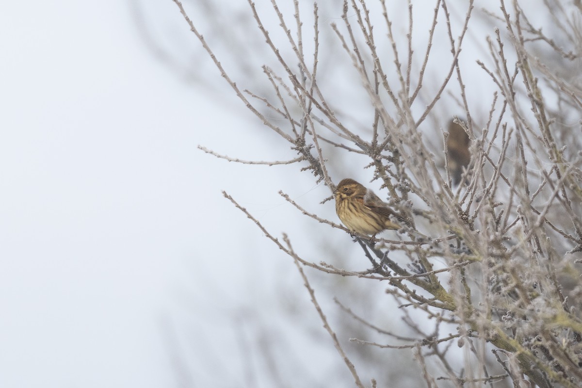 Bataklık Çintesi - ML647181492