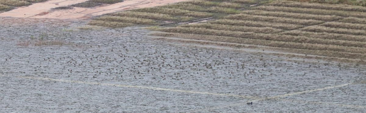 Yaban Kanaryası - ML647181493