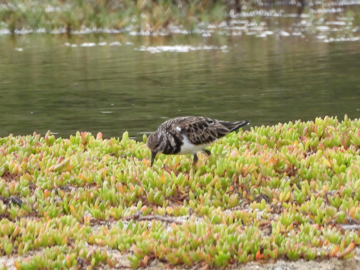 Taşçeviren - ML647181494