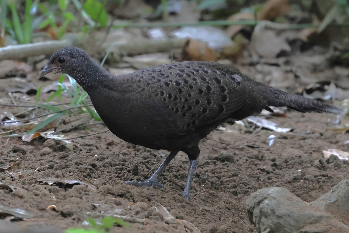 Küçük Tavus Sülünü - ML647181495