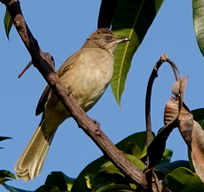 Conrad Arapbülbülü - ML647181496