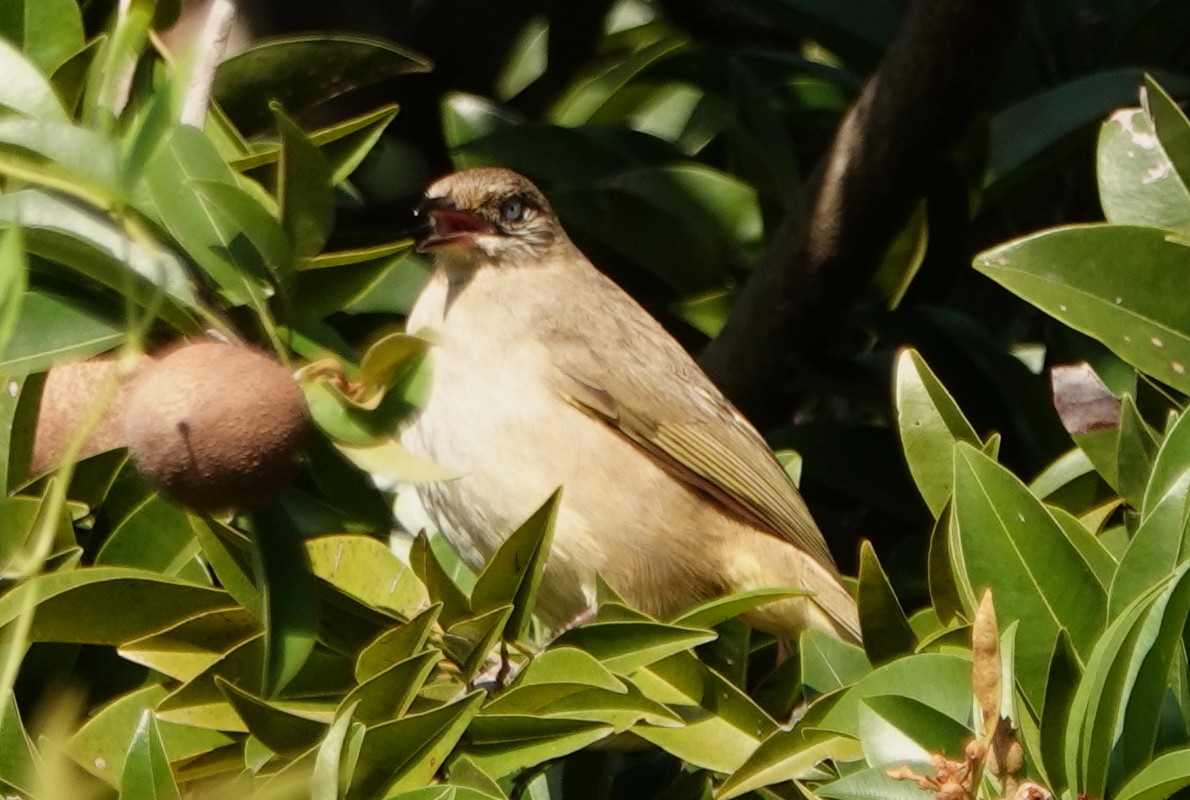 Conrad Arapbülbülü - ML647181497