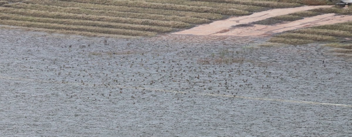 Yaban Kanaryası - ML647181498