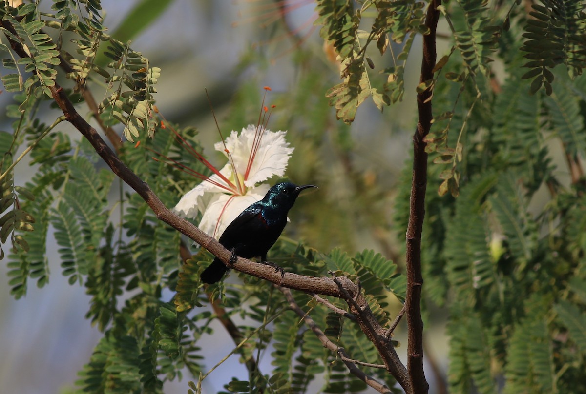 Mor Nektarkuşu - ML647181500