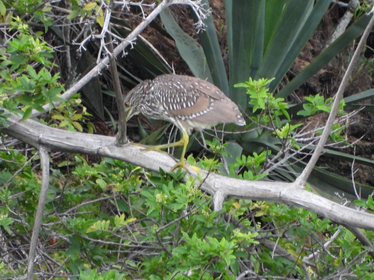 Gece Balıkçılı - ML647181501