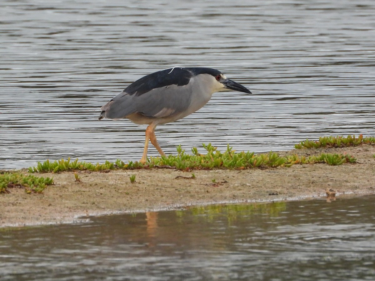 Gece Balıkçılı - ML647181502