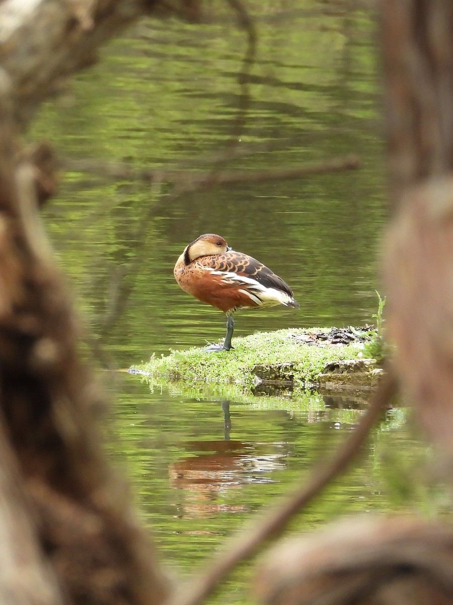 Gezgin Islıkçı Ördek - ML647181509