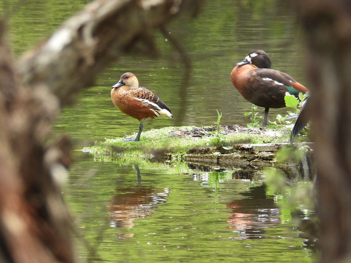 Gezgin Islıkçı Ördek - ML647181511