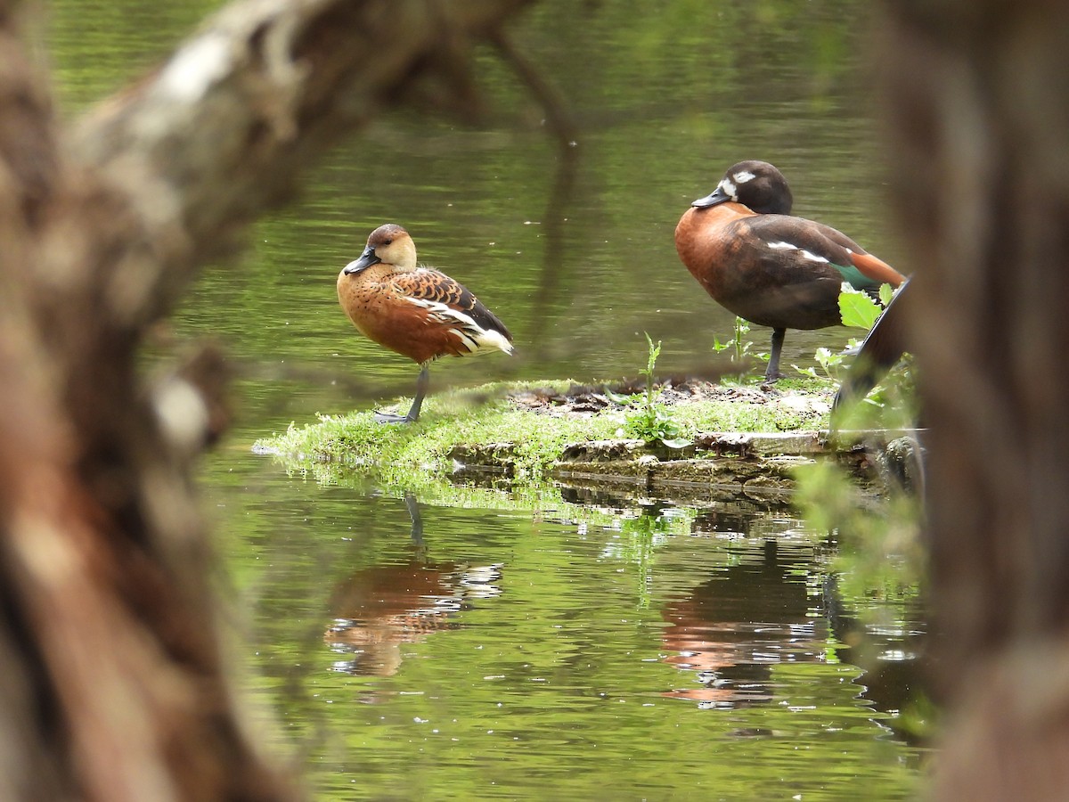 Gezgin Islıkçı Ördek - ML647181512